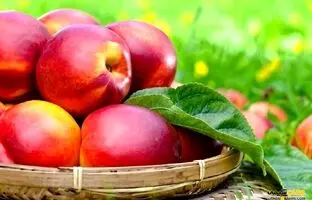 شلیل چه خواصی دارد؟