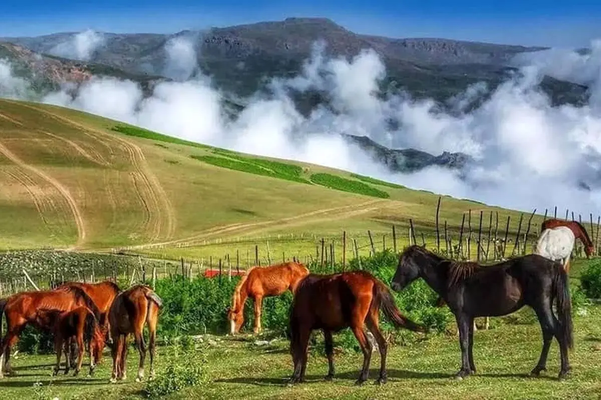 (تصاویر) آیا می دانید در این مناطق ایران هیچ کولری وجود ندارد!