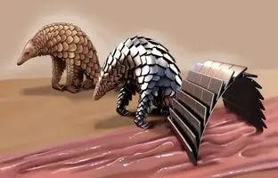 ربات «پانگولینی» که در معده فعالیت می‌کند