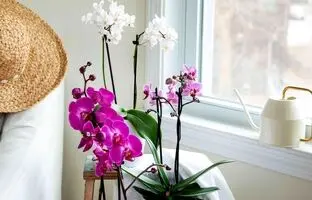 (تصاویر) ده گیاه آپارتمانی زیبا که در آب رشد می کنند