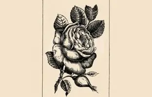 آیا می توانید این معمای خطای دید قدیمی را در ۲۰ ثانیه حل کنید؟