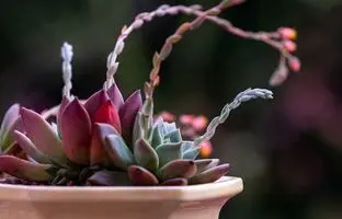 10 گیاه آپارتمانی که امواج مضر وایفای را به خود جذب می کنند