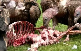 تدفین سماوی؛ شیوه حیرت انگیز تبتی‌ها برای احترام به مردگان