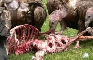تدفین سماوی؛ شیوه حیرت انگیز تبتی‌ها برای احترام به مردگان
