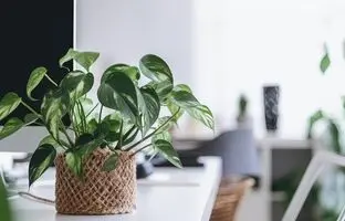 برای رشد انفجاری گیاهان چه کاری انجام دهیم؟
