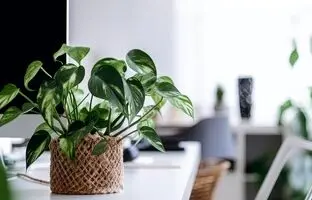 برای رشد انفجاری گیاهان چه کاری انجام دهیم؟