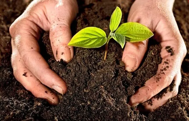 نکات مهم و طلایی درباره کود مناسب گیاهان آپارتمانی