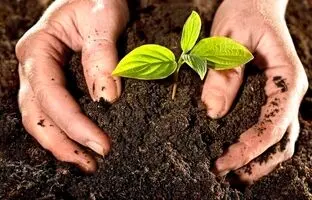 نکات مهم و طلایی درباره کود مناسب گیاهان آپارتمانی