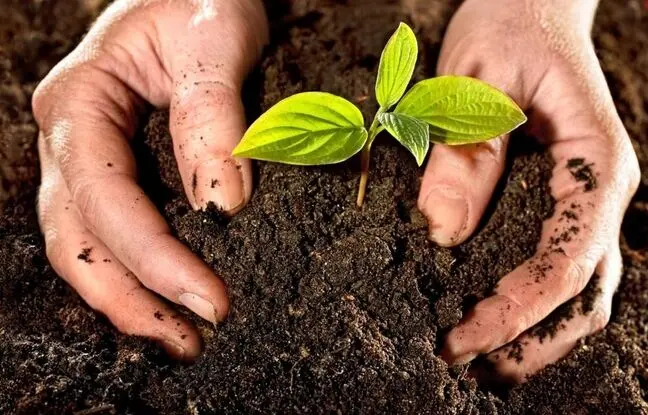 نکات مهم و طلایی درباره کود مناسب گیاهان آپارتمانی