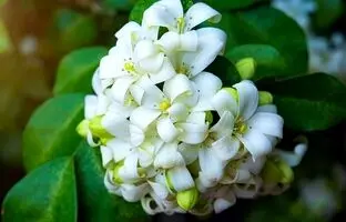 با این گیاهان آپارتمانی معطر فضای خانه را عطرآگین کنید