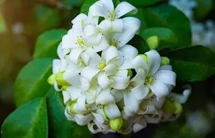 با این گیاهان آپارتمانی معطر فضای خانه را عطرآگین کنید
