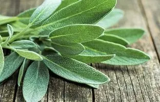 چطور در طبیعت گیاهان معروف دارویی رو تشخیص بدیم؟