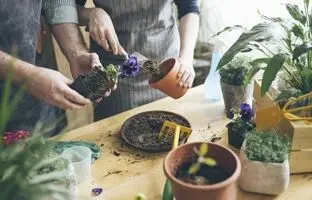 کودهای مناسب انواع گیاهان آپارتمانی را بشناسید