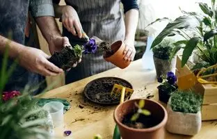 کودهای مناسب انواع گیاهان آپارتمانی را بشناسید