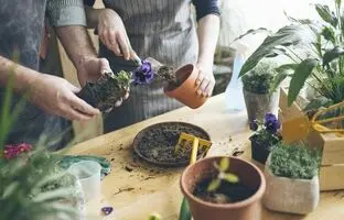 کودهای مناسب انواع گیاهان آپارتمانی را بشناسید