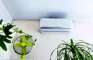 آیا گیاهان به باد کولر حساس اند؟