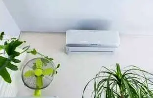 آیا گیاهان به باد کولر حساس اند؟
