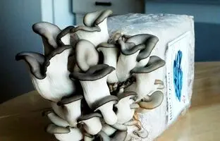 (ویدئو) کیت های شگفت انگیز برای پرورش ساده قارچ در خانه