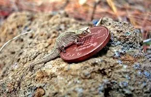 (تصاویر) کشف کوچکترین خزندۀ جهان