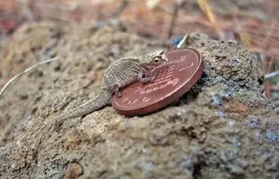 (تصاویر) کشف کوچکترین خزندۀ جهان