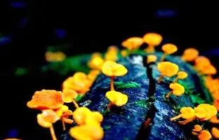 (تصویر) ببینید قارچ زامبی با قربانی خود چه می کند!
