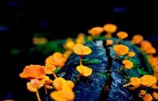 (تصویر) ببینید قارچ زامبی با قربانی خود چه می کند!