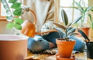روش صحیح آبیاری گیاهان آپارتمانی