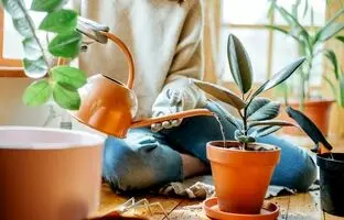 روش صحیح آبیاری گیاهان آپارتمانی