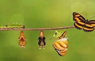 پروانه ها برای اولین بار کی و کجا ظاهر شدند؟