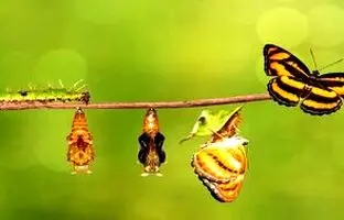 پروانه ها برای اولین بار کی و کجا ظاهر شدند؟