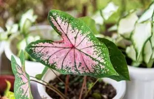8 گیاه آپارتمانی صورتی برای داشتن یک دکوراسیون رویایی