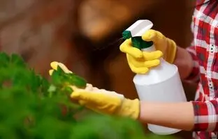 خیلی ساده و سریع توی خونه آفتکش گیاهان آپارتمانی درست کنید