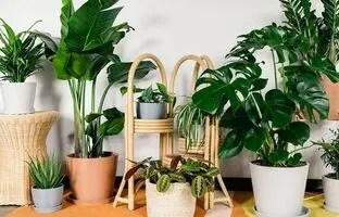 10 گیاه زیبا برای خانه‌های کم نور