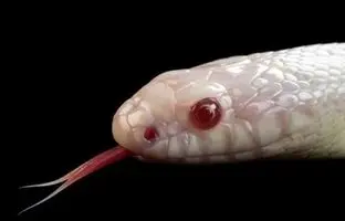 (تصاویر) آلبینیسم در حیات‌وحش؛ وقتی حیوانات رنگ شبح به خود می گیرند!