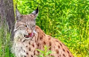 بهشت عجیب که فاجعه چرنوبیل برای حیوانات شکارچی ساخت!