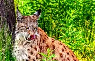 بهشت عجیب که فاجعه چرنوبیل برای حیوانات شکارچی ساخت!