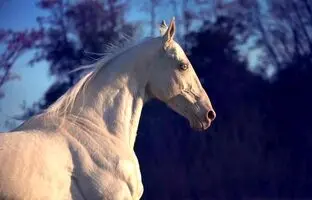 (تصویر) بیماری عجیبی که این اسب را به شهرت رساند