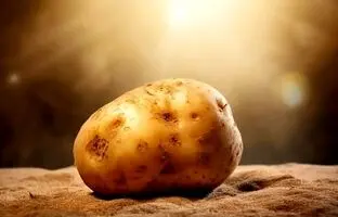 حیات ما به این سیب‌زمینی وابسته‌است!