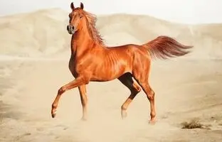 (تصویر) افسانه اسب عرب حقیقت دارد؟