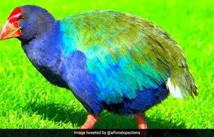 (تصویر) کشف زنده یک پرنده ماقبل تاریخ!