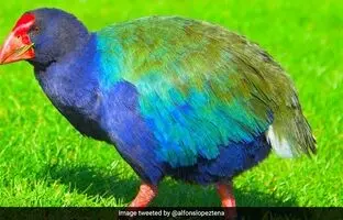 (تصویر) کشف زنده یک پرنده ماقبل تاریخ!