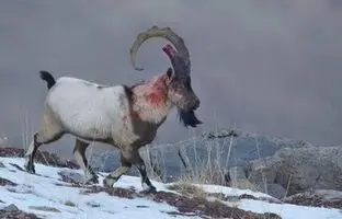 (تصویر) صحنه ای نادر و حیرت انگیز از یک بز کوهی نر ایرانی پس از نبرد خونین