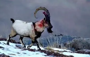 (تصویر) صحنه ای نادر و حیرت انگیز از یک بز کوهی نر ایرانی پس از نبرد خونین