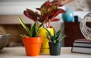 چند راهکار برای آب دادن به گلدان در دورانی که مسافرت رفته اید