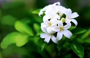 (تصاویر) خداحافظی با استرس؛ گیاهان آپارتمانی شادی آور را بشناسید