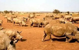 مزرعۀ ۱۰ میلیون دلاری «پرورش کرگدن» که هیچ خریداری نداشت!