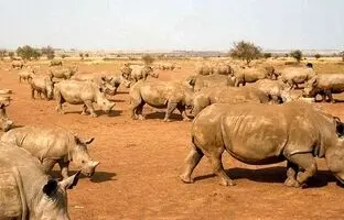 مزرعۀ ۱۰ میلیون دلاری «پرورش کرگدن» که هیچ خریداری نداشت!