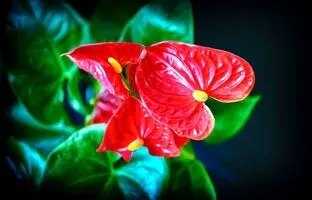 (تصاویر) با این گیاهان آپارتمانی حال و هوای منزلتان را پاییزی کنید!