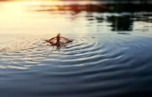 (تصویر) طول عمر این جانور، تنها یک ساعت است