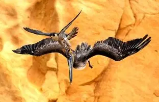 (تصویر) این پرنده شگفت انگیز دو برابر پراید سرعت دارد!